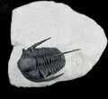 Huge Cyphaspis Trilobite From Morocco #25795-1